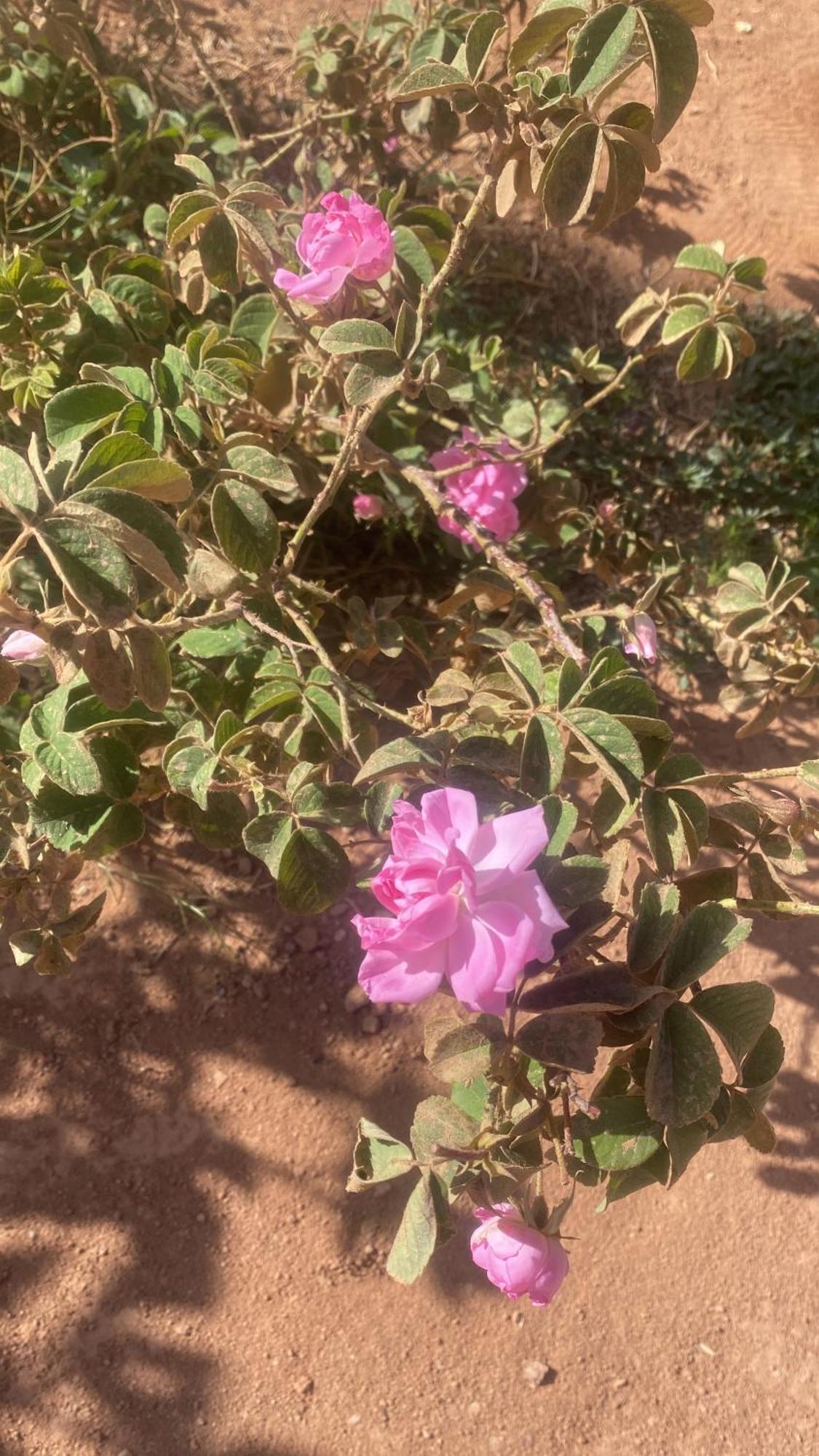 Dar Mgouna Roses Kelaat-M'Gouna Ngoại thất bức ảnh
